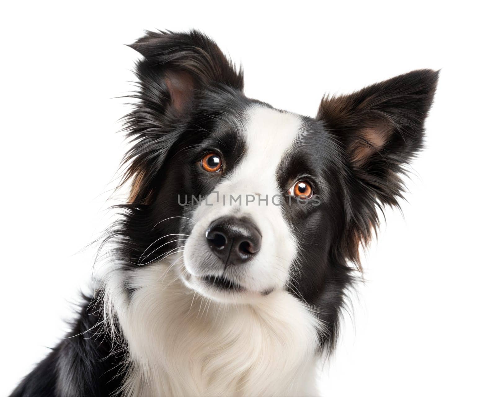 Black and white border collie portrait looking at camera isolated on white background. Border collie headshot on white background. ai generated image