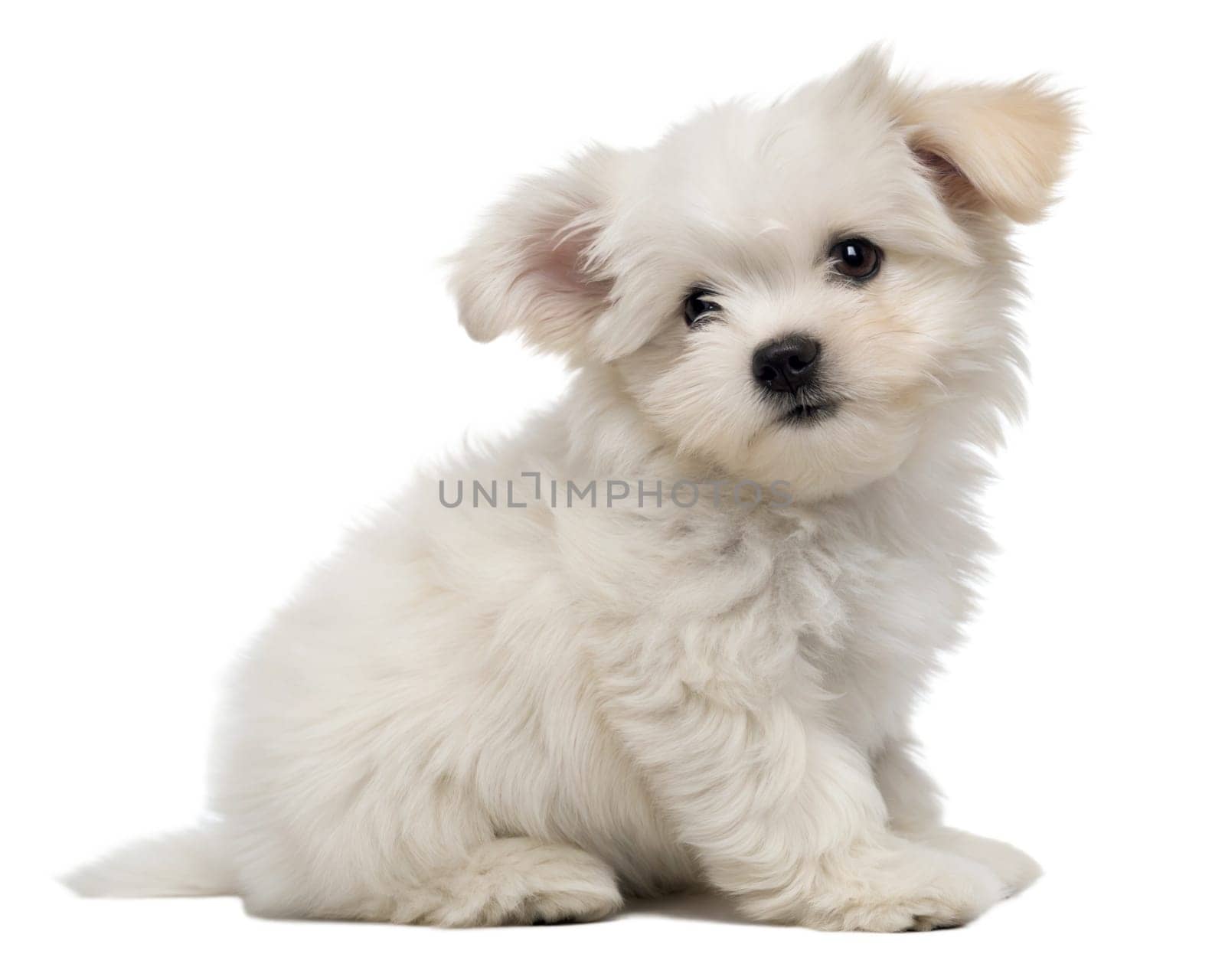 Fluffy Bichon Frise puppy isolated on white background. Bichon Frise puppy sitting on white background. Ai generated