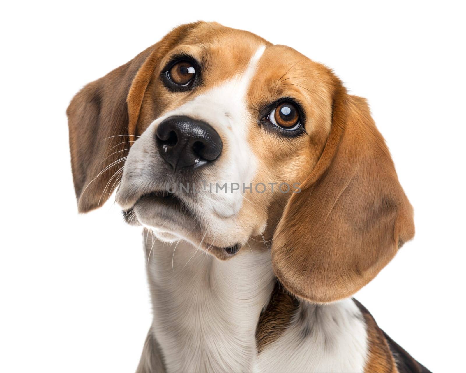 Beagle dog portrait looking at camera isolated on white background. Beagle headshot on white background. ai generated image