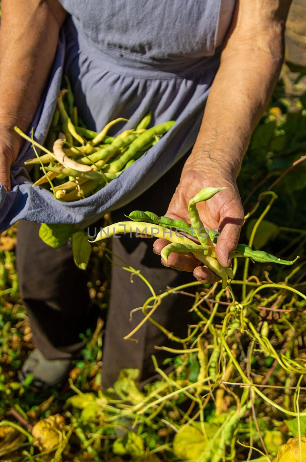 Grandmother with a harvest of beans in the garden. Selective focus. Food.