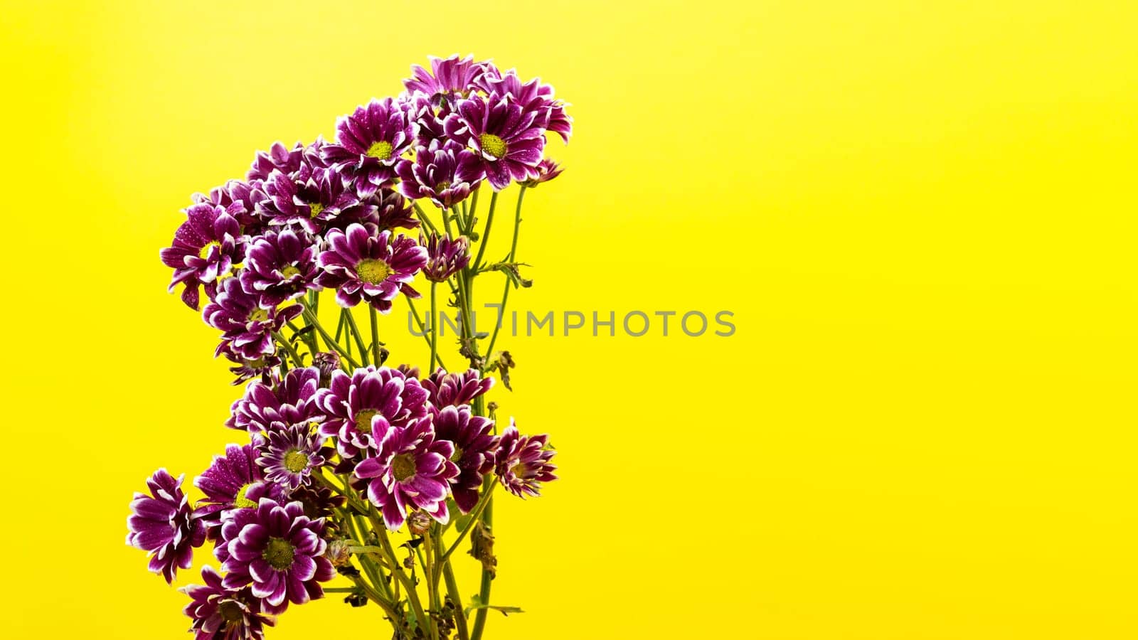 Purple Chrysanthemum branch on a yellow background