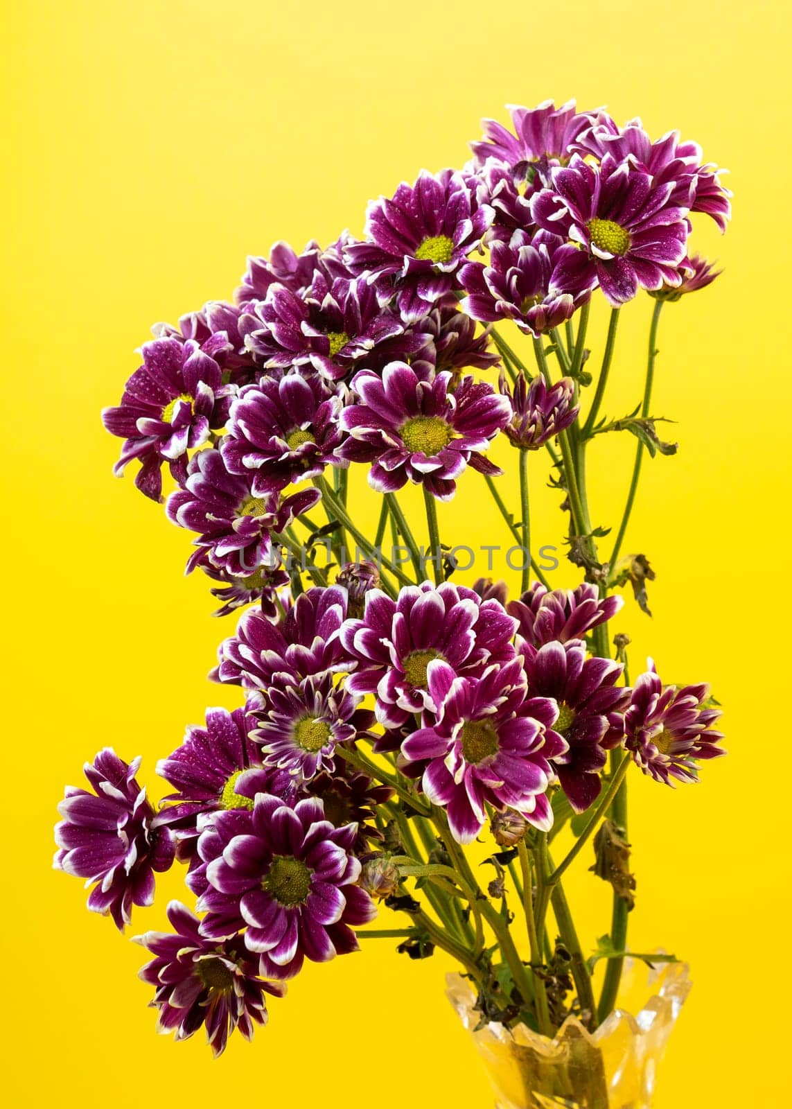 Purple Chrysanthemum branch on a yellow background by Multipedia