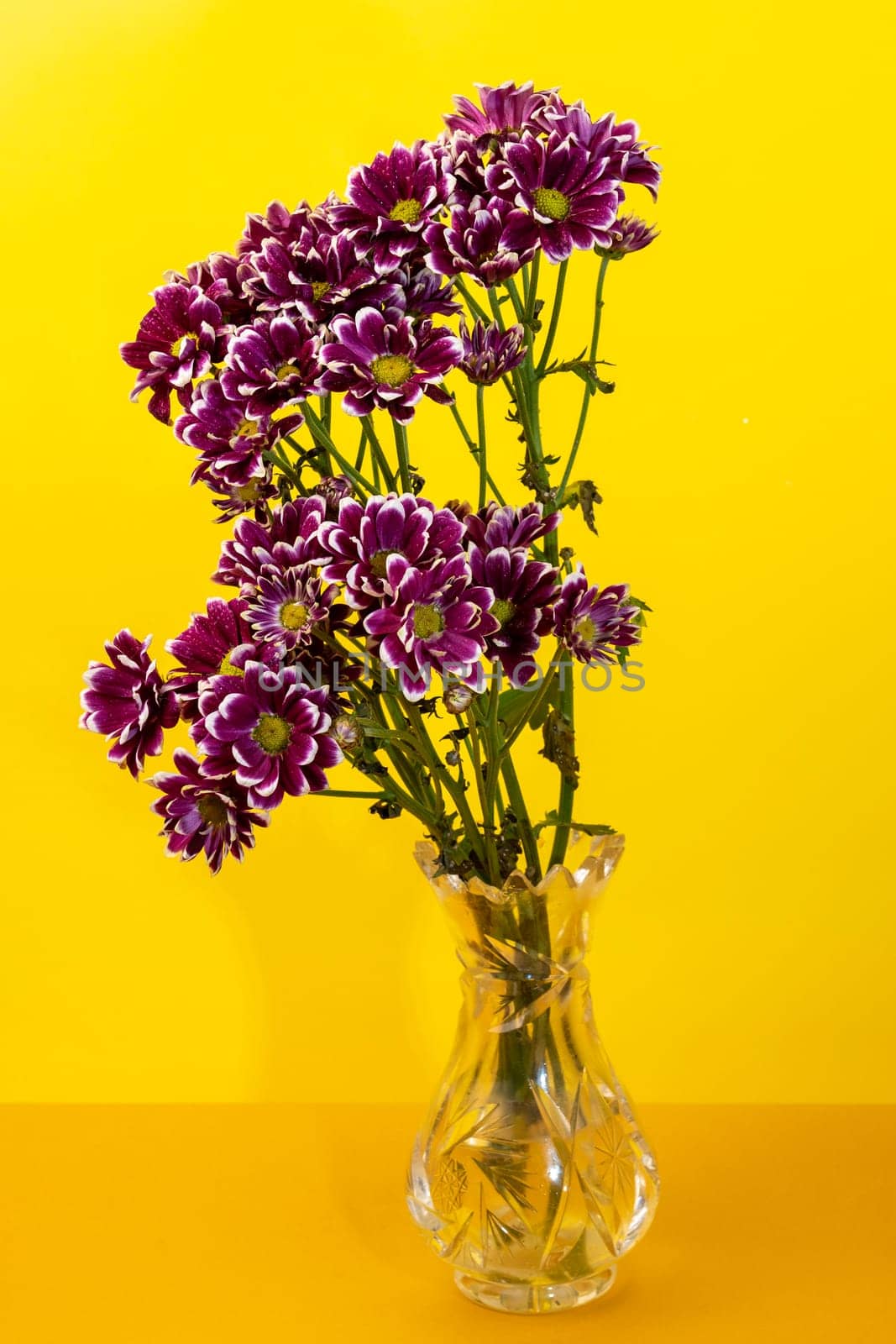 Purple Chrysanthemum branch on a yellow background by Multipedia