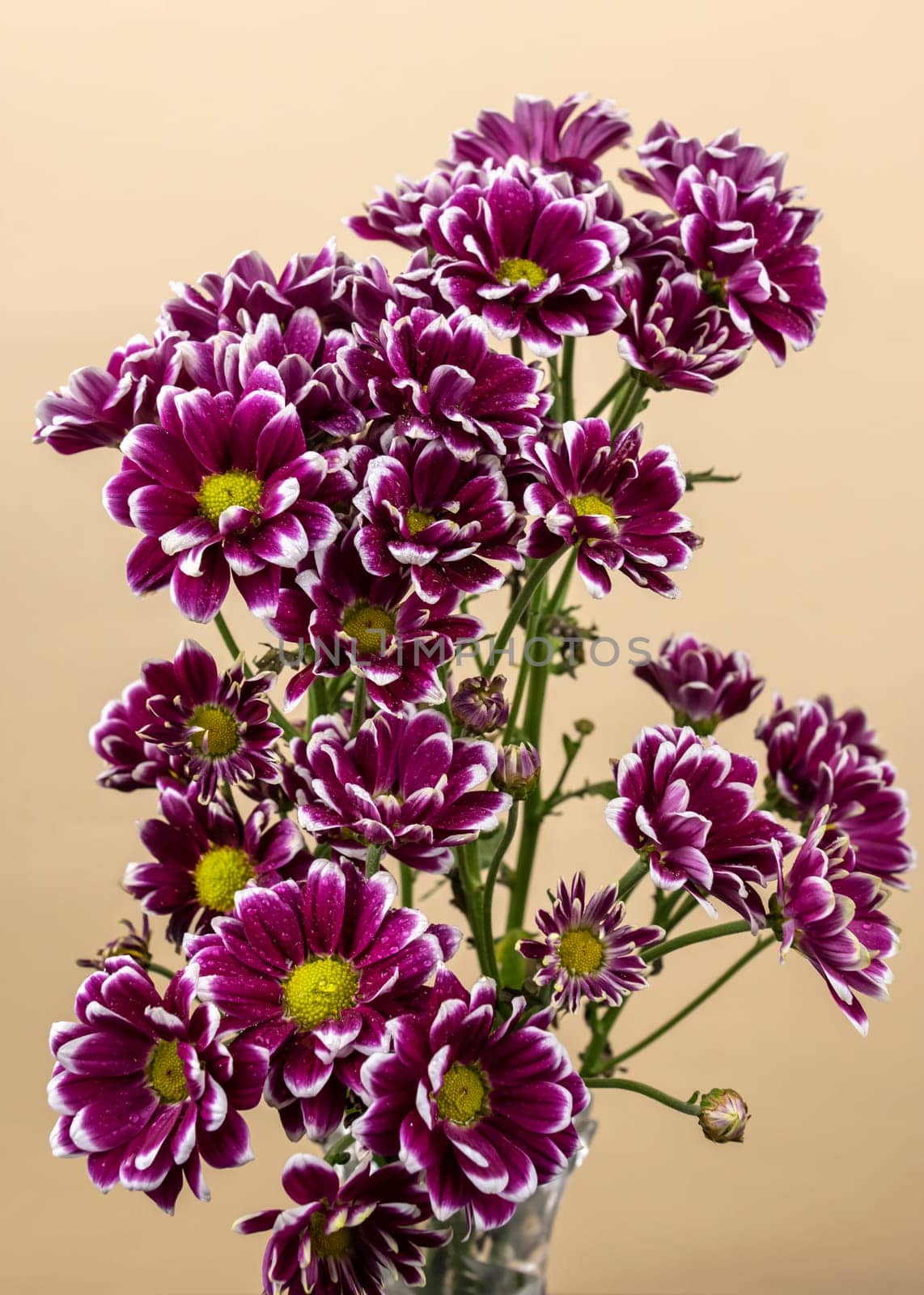 Purple Chrysanthemum branch on a pink background