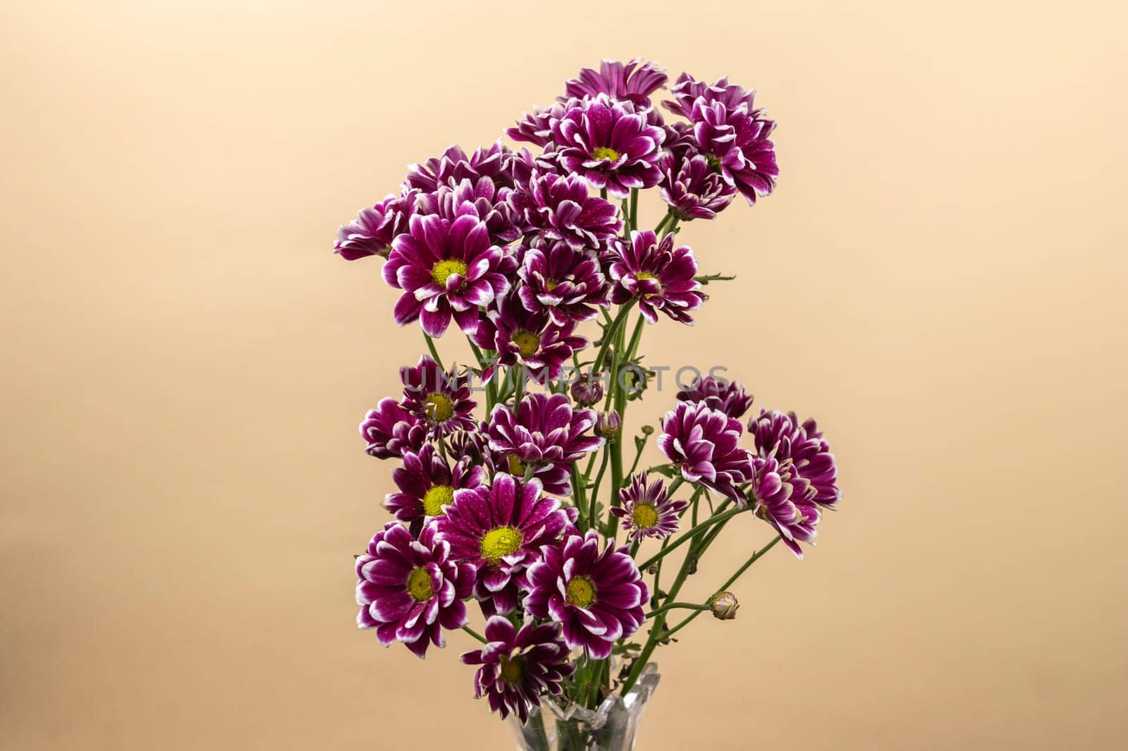 Purple Chrysanthemum branch on a pink background