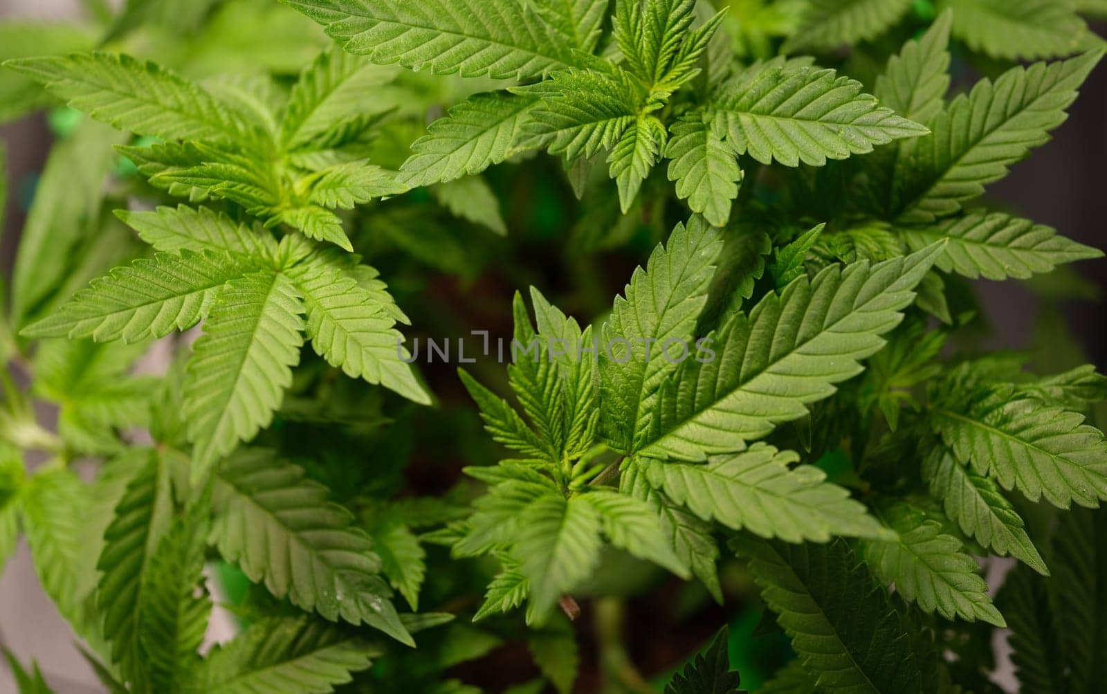 A closeup view of vibrant, lush green cannabis leaves thriving beautifully in warm natural sunlight