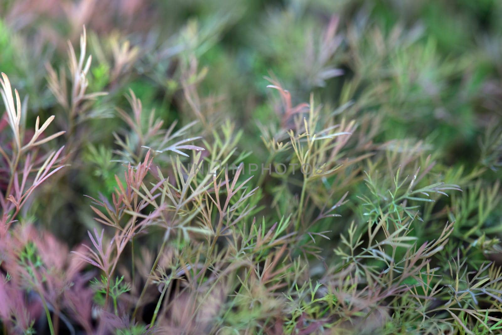 This is an elegant closeup of vibrant, delicate green foliage that perfectly showcases its natural beauty