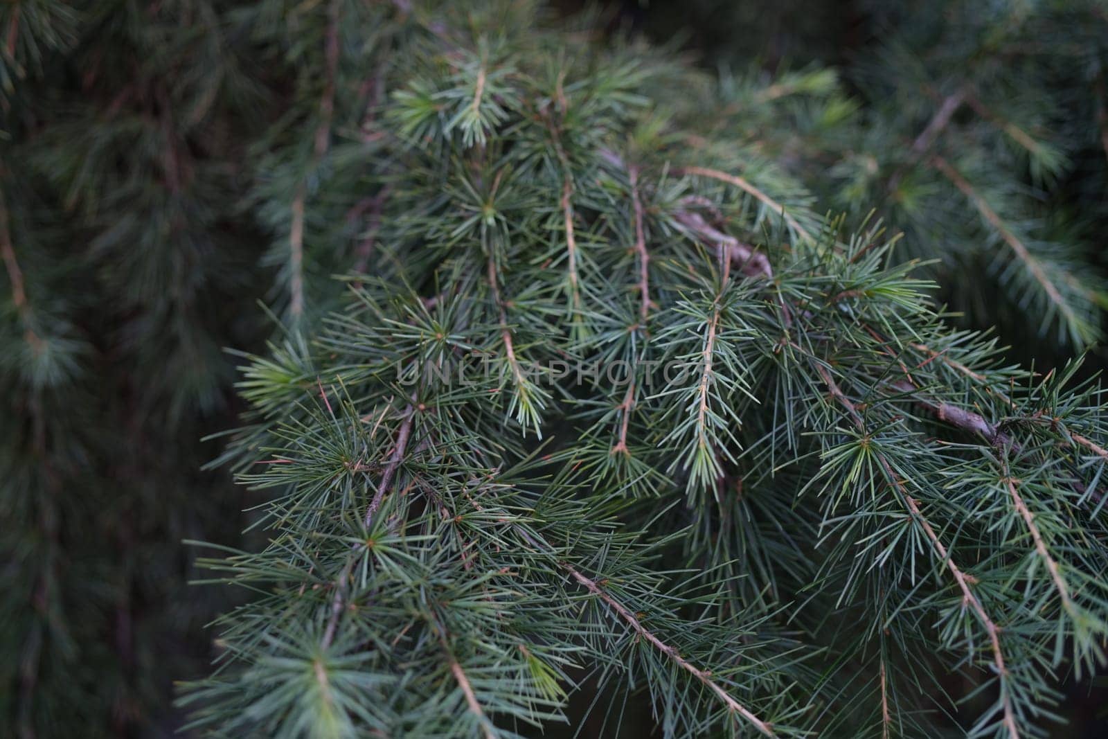 A detailed view of lush, vibrant green evergreen needles magnificently showcasing the incredible beauty of nature