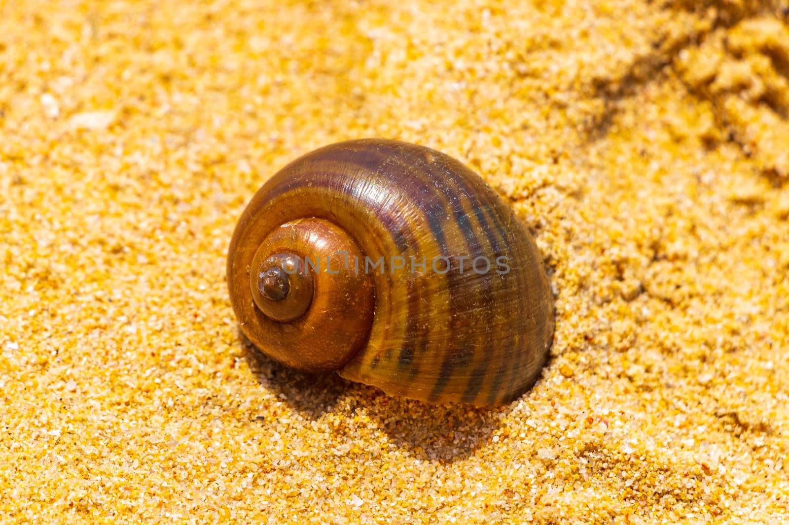 Snail shells on beach sand in Naithon Beach Sakhu Thalang on Phuket island Thailand in Southeastasia Asia.