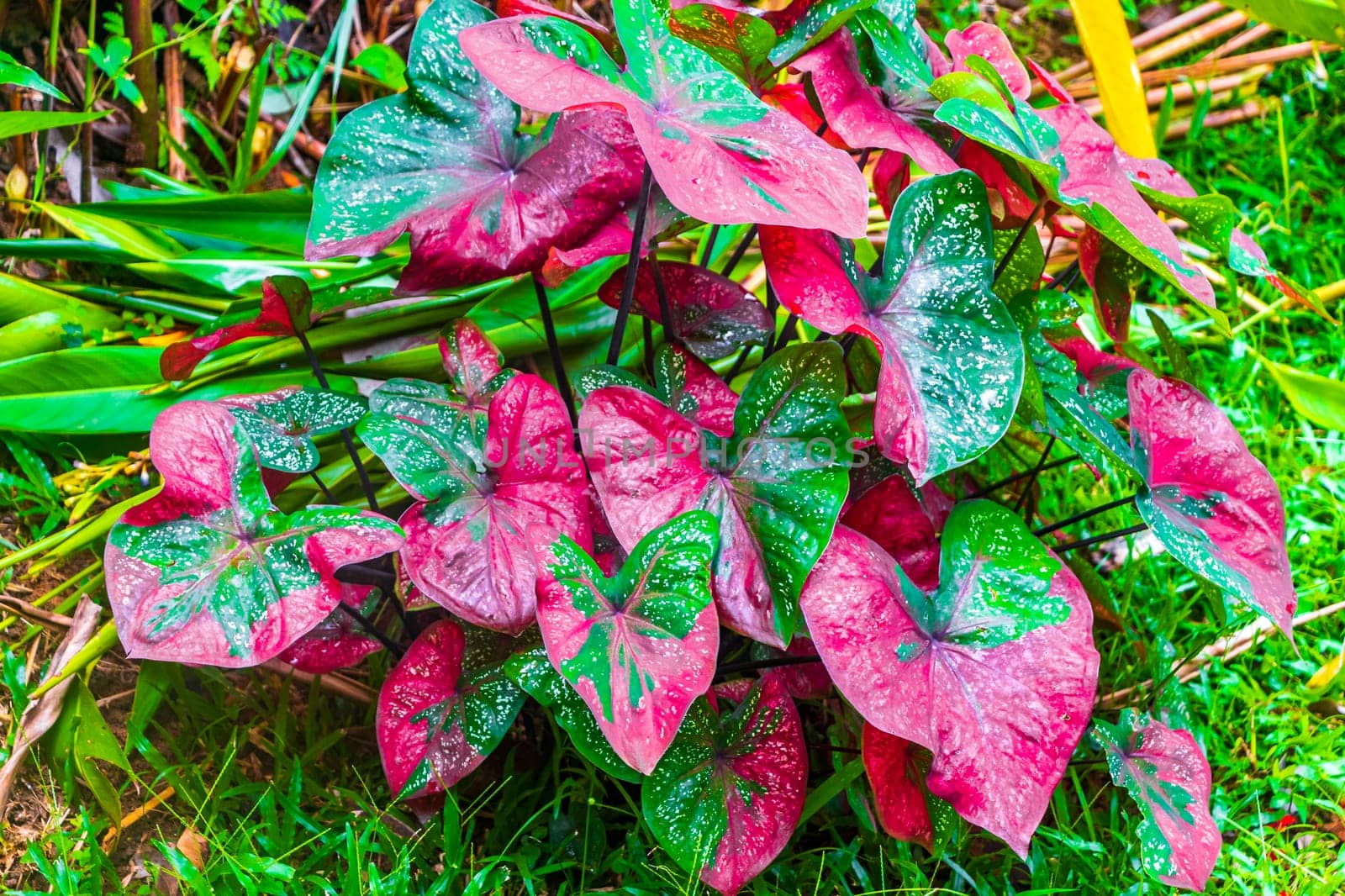 Pink and red tropical ornamental plants in Naithon Beach Sakhu Thalang on Phuket island Thailand in Southeastasia Asia.