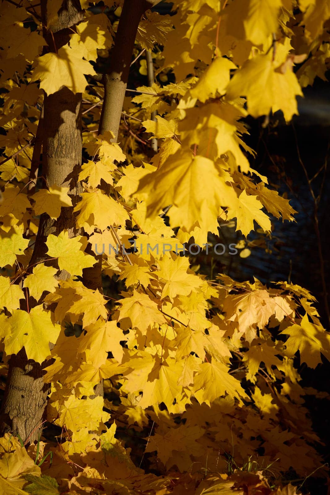 A beautiful scene showcasing striking yellow autumn leaves, all illuminated by soft and inviting natural light