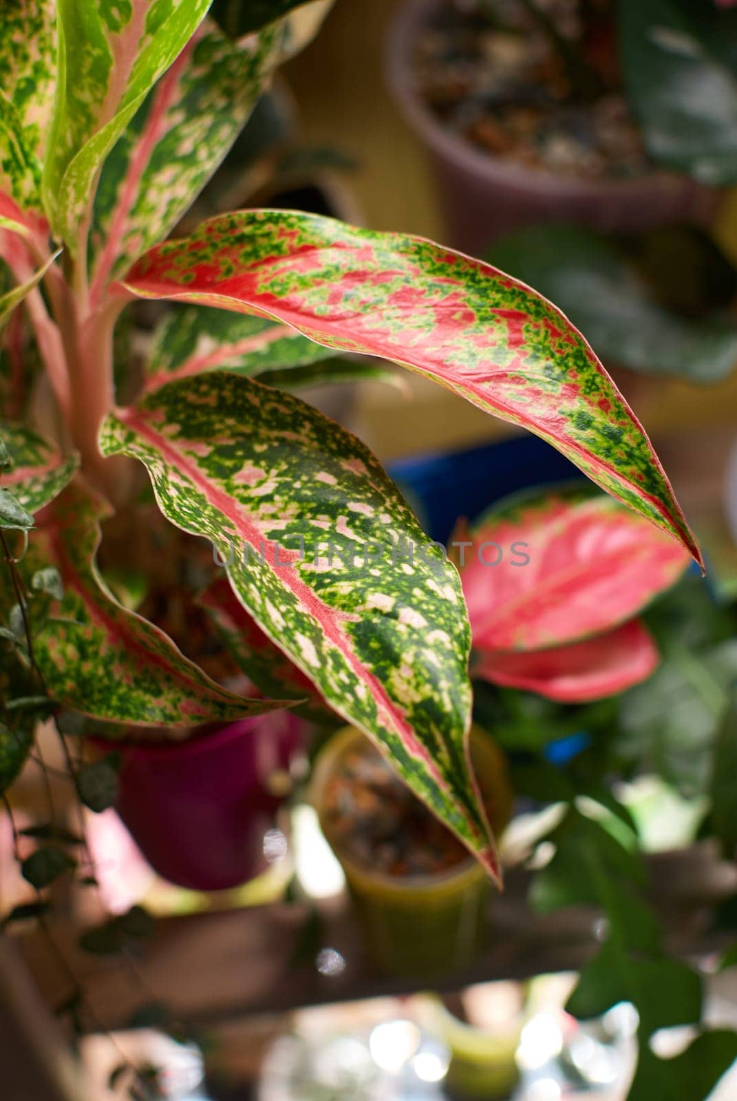 A closeup view of a stunning indoor plant that beautifully showcases its vibrant, multicolored foliage and leaves