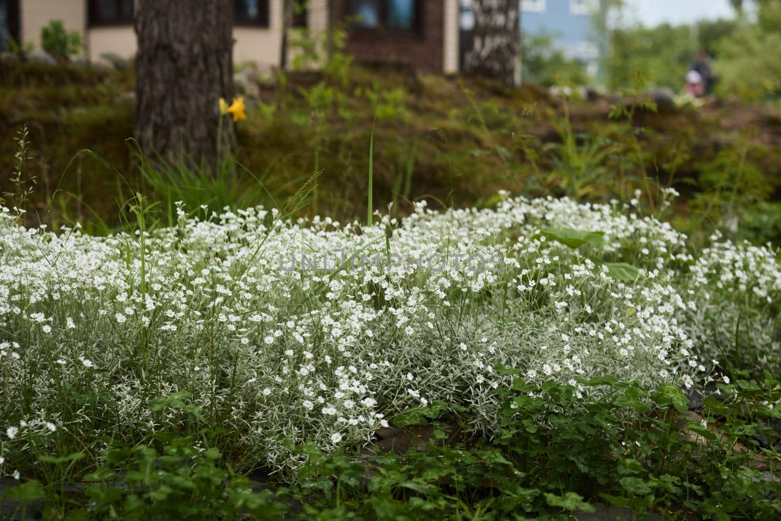 A stunning and beautiful patch of white flowers is blooming vibrantly in a tranquil garden landscape
