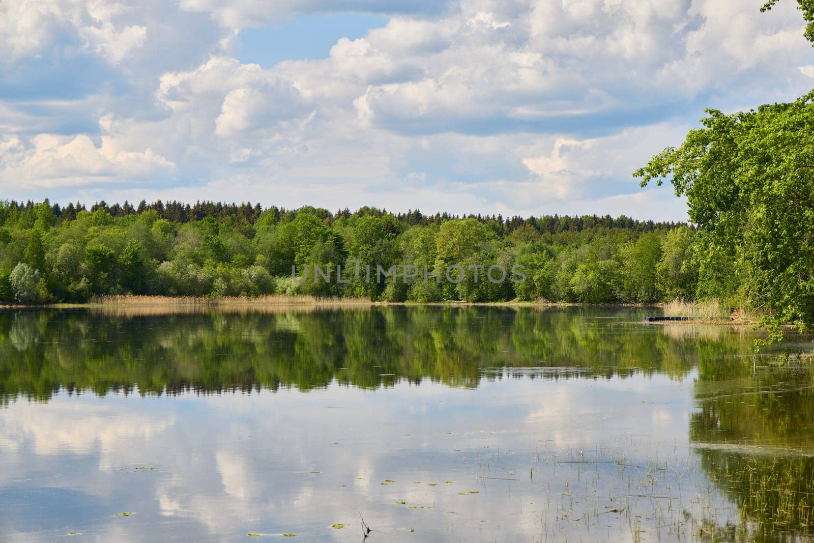 A beautiful, tranquil lakeside scene showcases lush trees surrounding reflective water beneath a cloudy sky