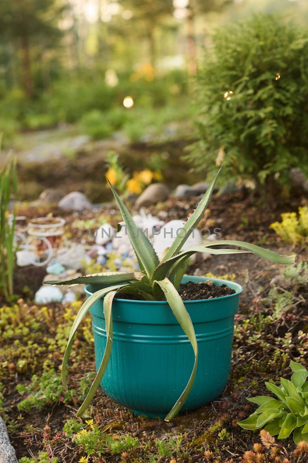 An attractive aloe vera plant in a bright, decorative pot truly enhances the natural beauty of a serene garden