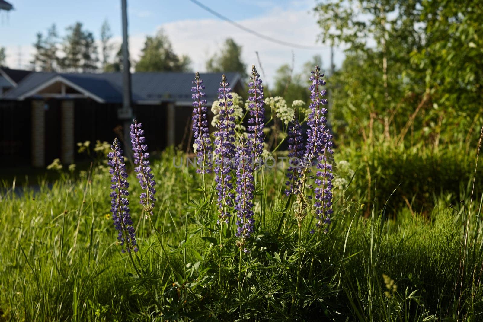 In a tranquil and serene green setting, vibrant lupines bloom spectacularly, showcasing the beauty of nature itself