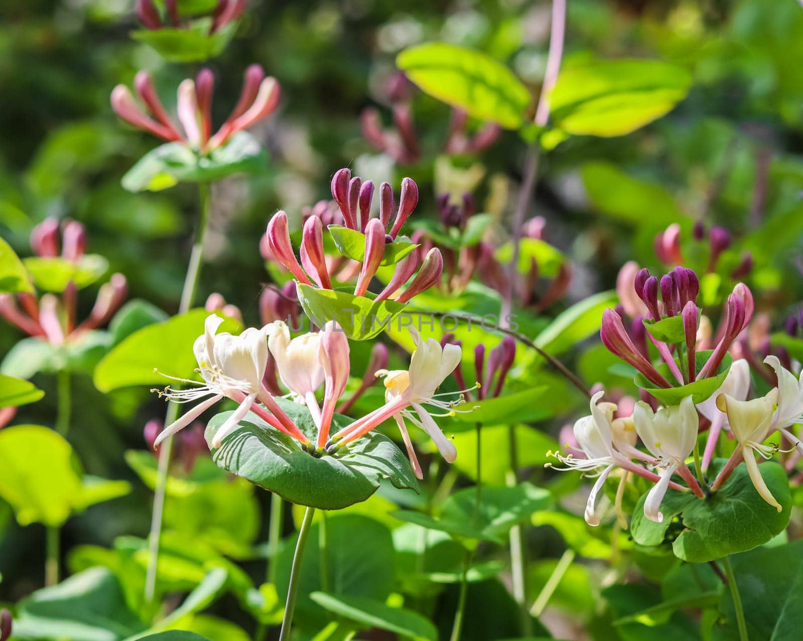 Pink Honeysuckle buds and flowers in a sunny garden. Lonicera Etrusca Santi caprifolium, woodbine in bloom. Gardening concept. Floral background