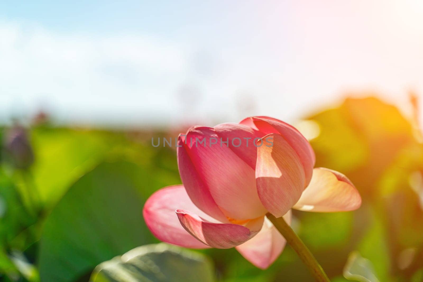 A pink lotus flower sways in the wind. Against the background of their green leaves. Lotus field on the lake in natural environment