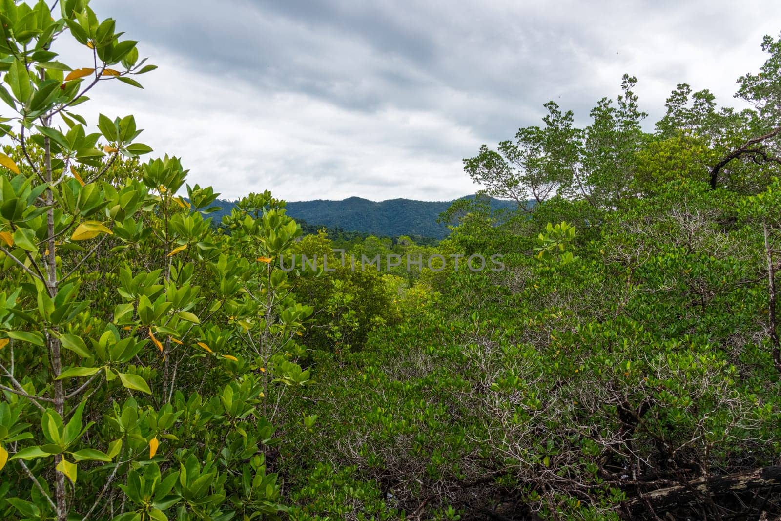 A vibrant mangrove landscape richly showcasing lush greenery with distant hills stretching under a cloudy sky