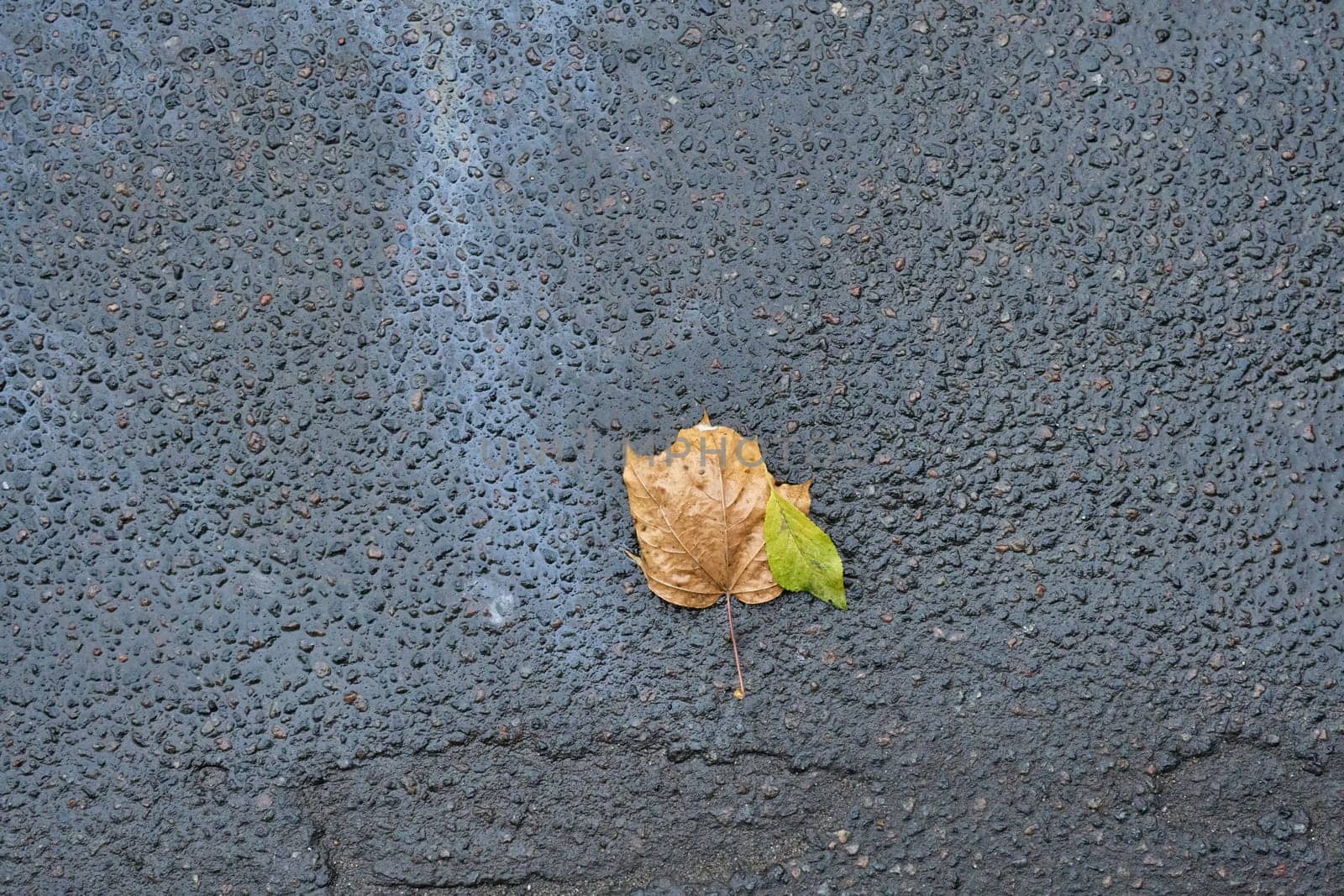 Two fallen autumn leaves, one brown and one green, lie on a wet asphalt road after the rain