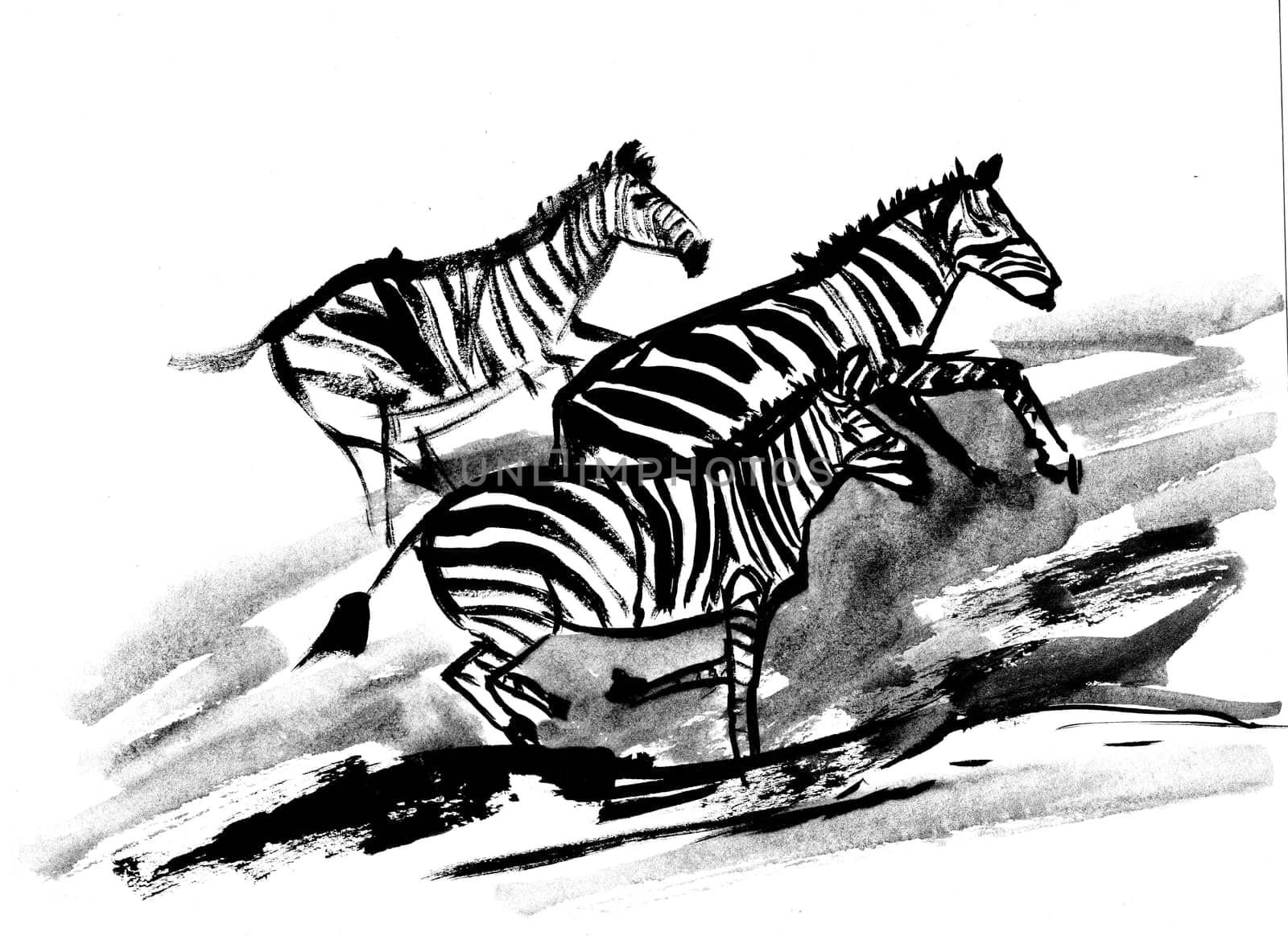 zebra head close drawn with black paint on a white background for postcards and illustrations as well as textiles