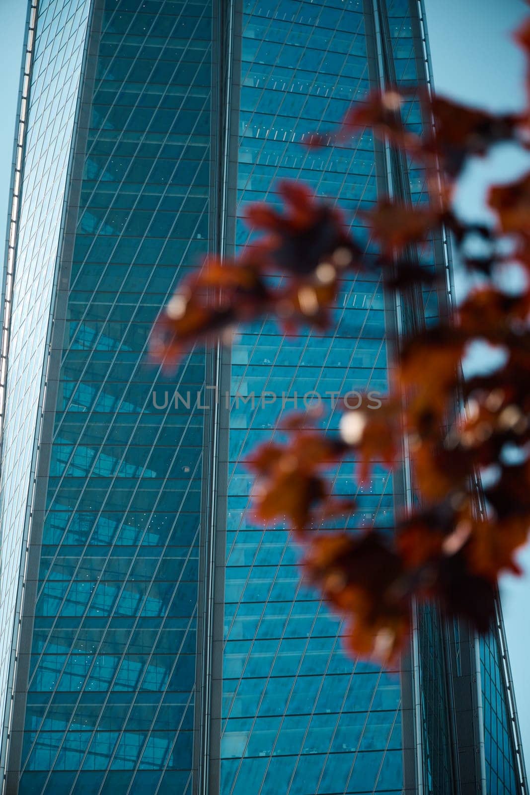 A sleek and modern skyscraper reflects brilliant light, beautifully framed by vibrant autumn leaves in the foreground