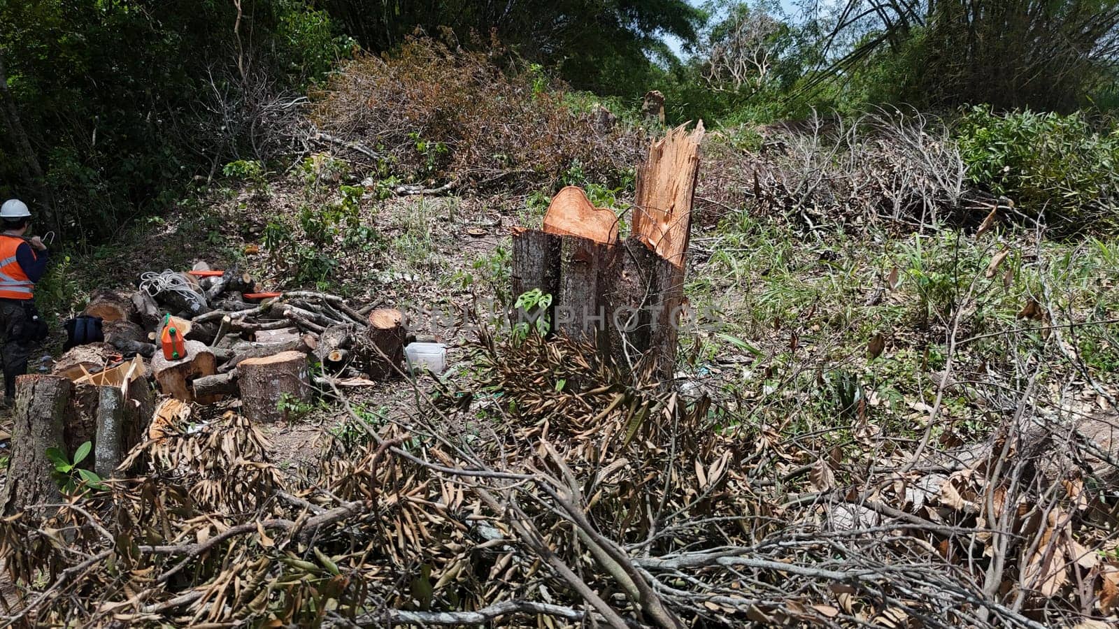 salvador, bahia, brazil - december 3, 2024: deforestation area of ​​an Atlantic Forest requires construction of a light rail vehicle in the city of Salvador.