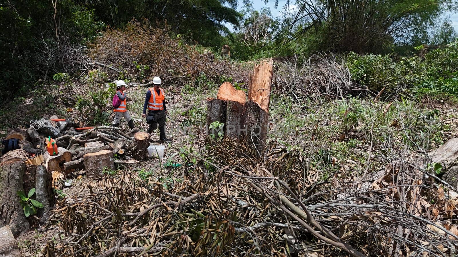 salvador, bahia, brazil - december 3, 2024: deforestation area of ​​an Atlantic Forest requires construction of a light rail vehicle in the city of Salvador.