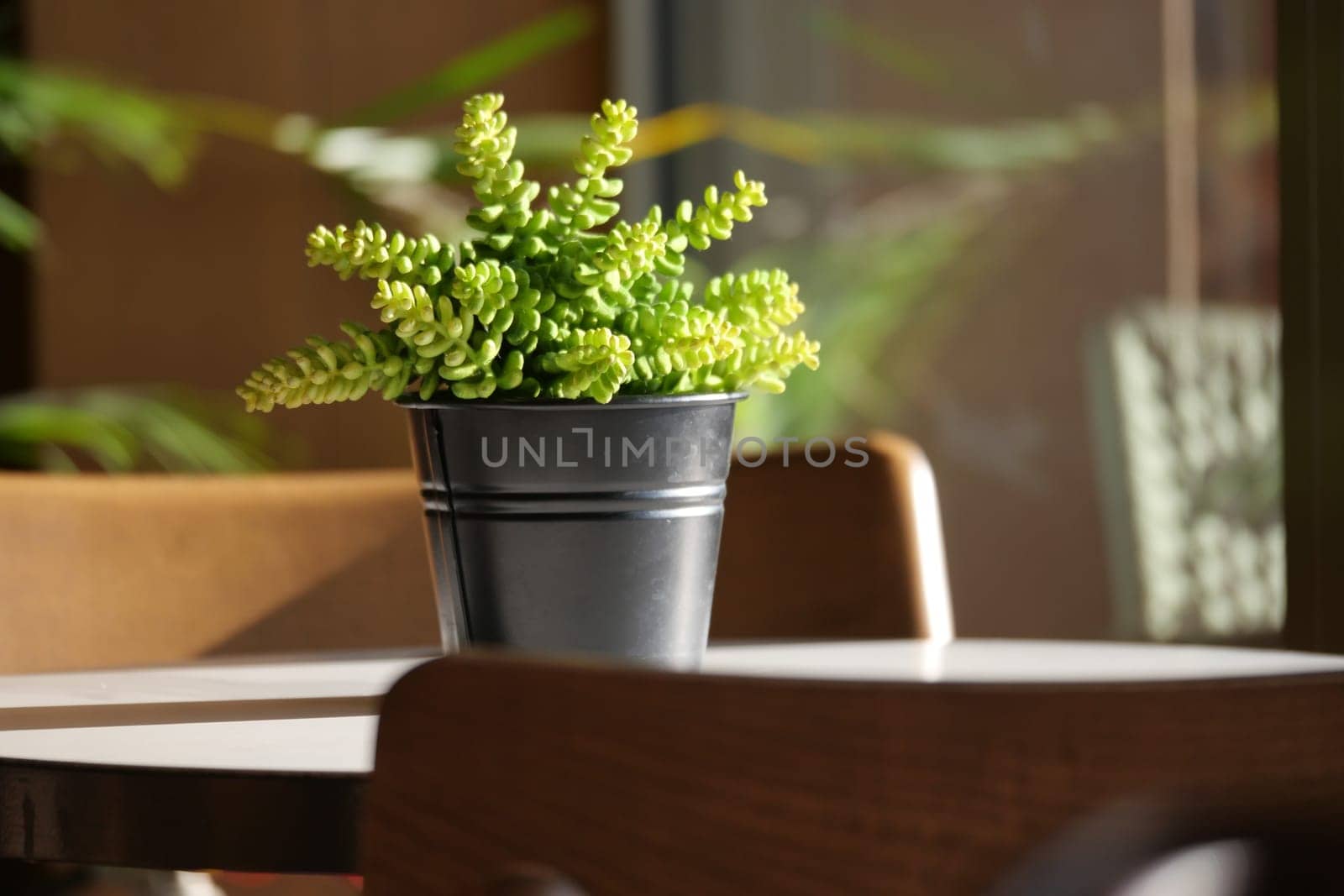 A vibrant green plant placed in a sleek black pot, enhancing the cozy ambiance of a cafe atmosphere