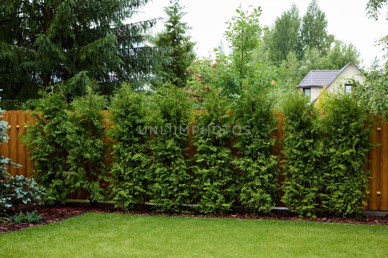 A stunning and beautiful green hedge that provides excellent privacy in a serene and tranquil garden setting