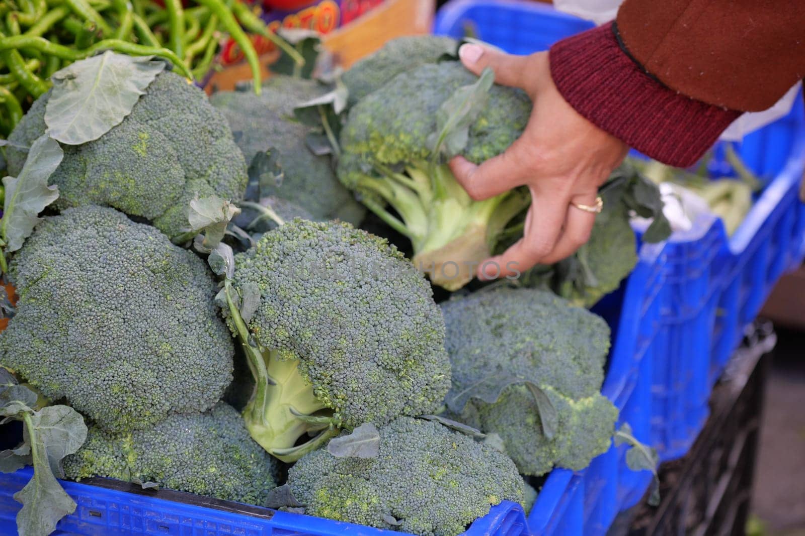 A hand carefully selecting a vibrant and fresh head of broccoli from a market basket