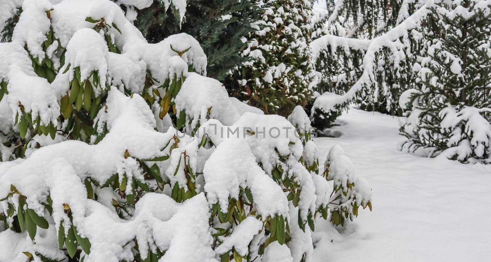 Rhododendron branch covered in fresh white snow. Winter background