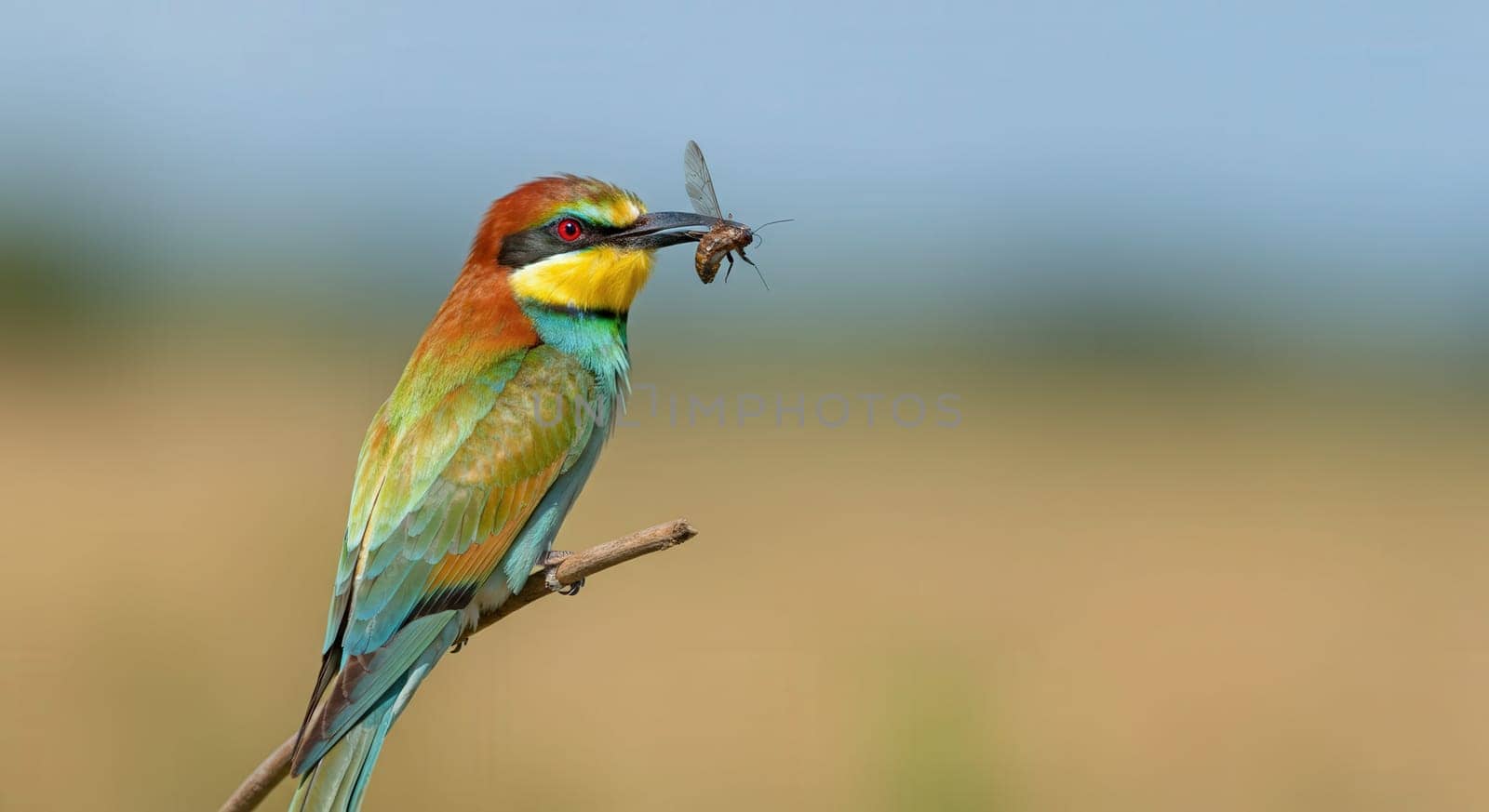 European bee-eater displaying vibrant plumage as it perches on a branch, holding a dragonfly. the bird's striking colors stand out against a soft, blurred background, nature's beauty and predator-prey dynamics.