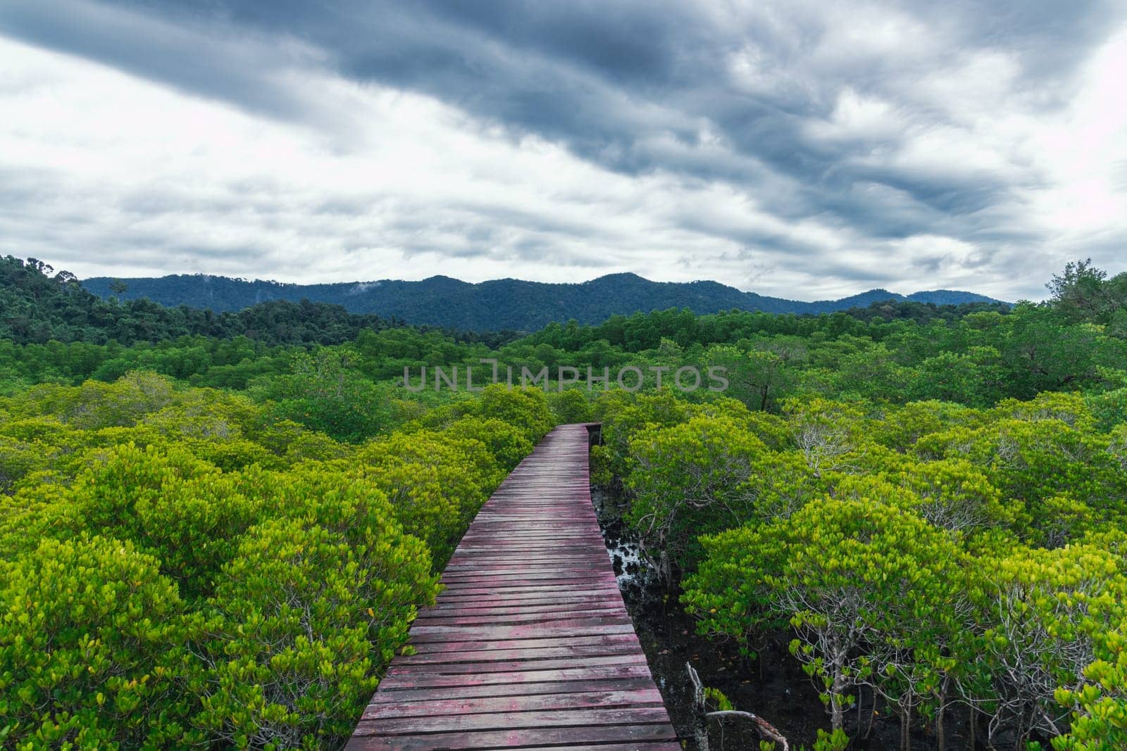 Venture on a tranquil mangrove pathway that is enveloped by vibrant greenery and contrasting, dramatic clouds above