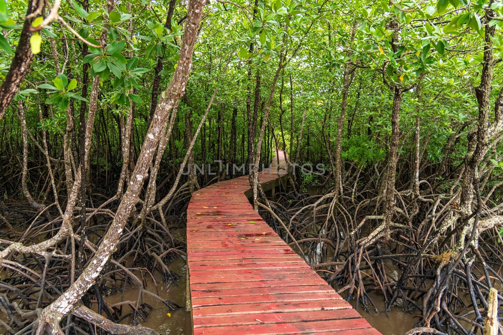 A view of a pathway that leads through a mangrove forest in Thailand