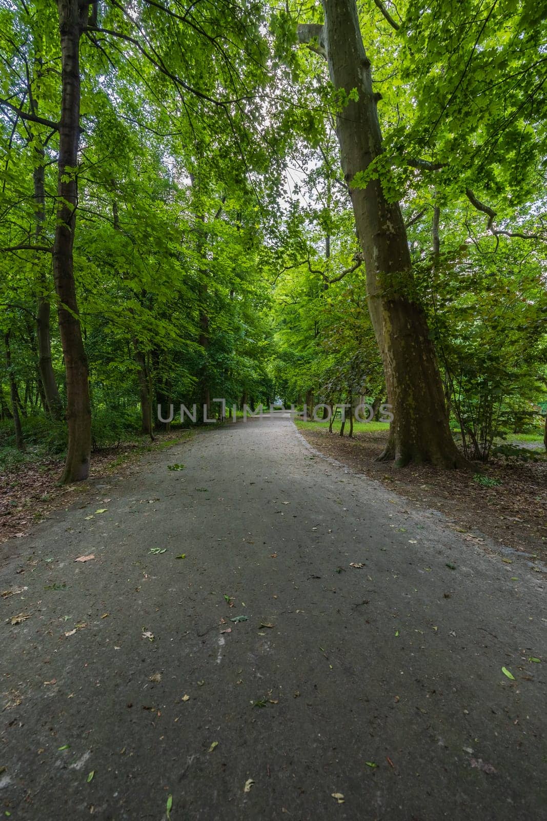 Long footpath in park with high and old green trees on both sides separating from bright sun