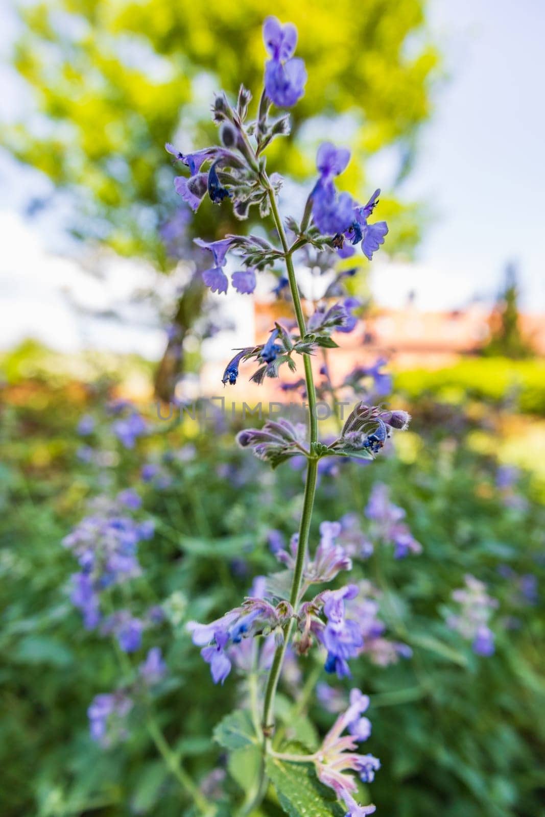 Close-up shot of tiny purple flower on long stem of small bush next to path in park by Wierzchu