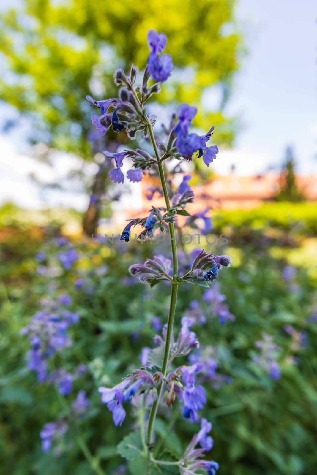 Close-up shot of tiny purple flower on long stem of small bush next to path in park by Wierzchu