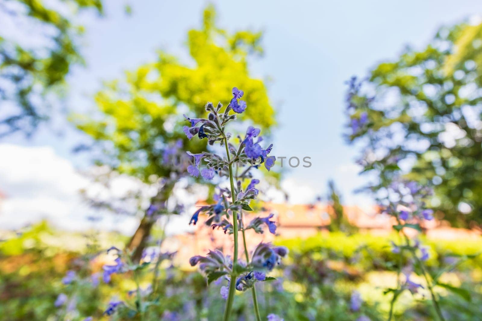 Close-up shot of tiny purple flower on long stem of small bush next to path in park by Wierzchu