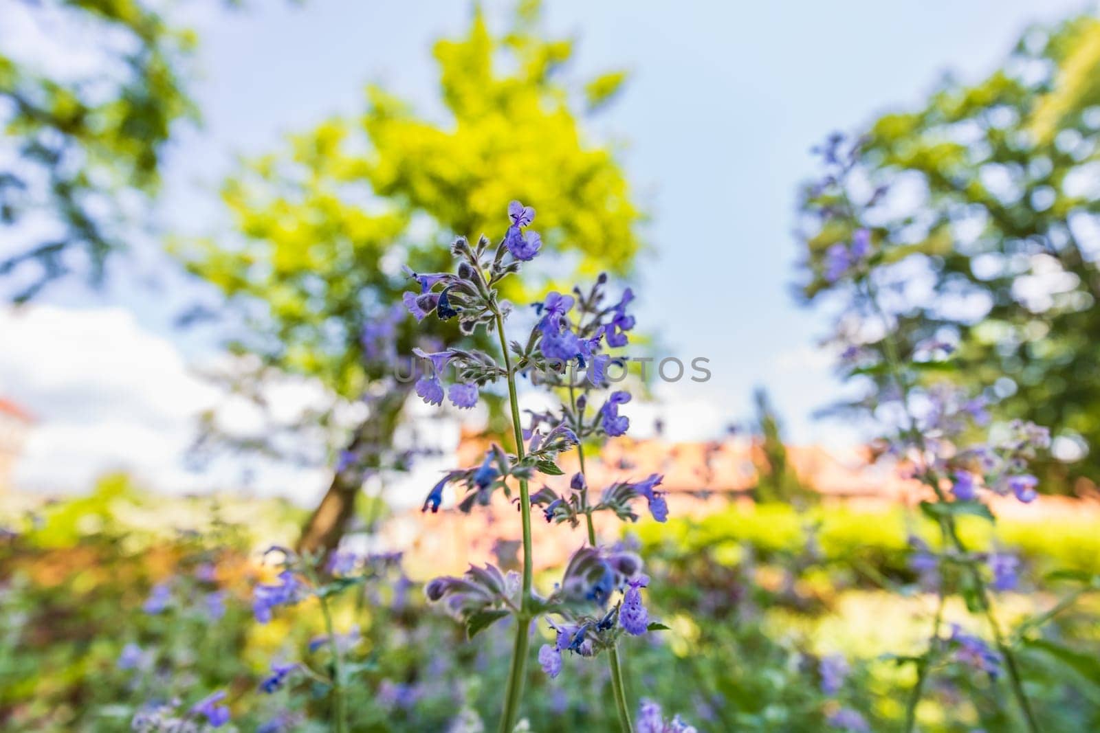 Close-up shot of tiny purple flower on long stem of small bush next to path in park