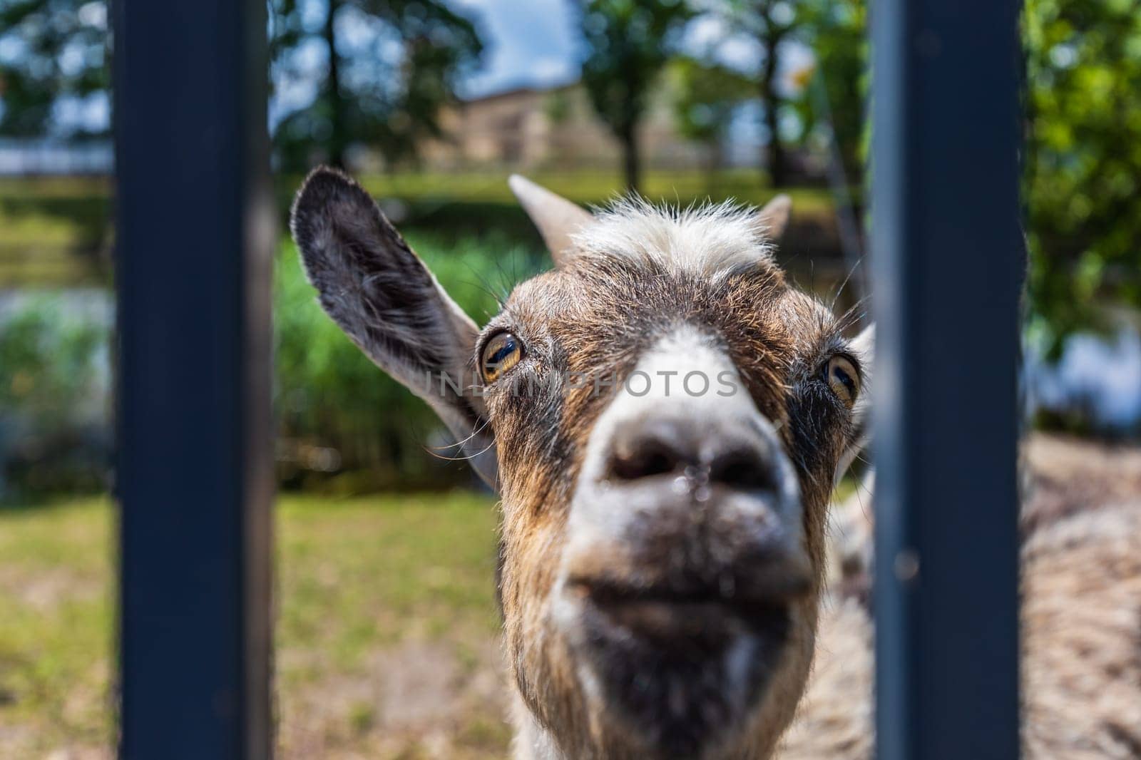 Head of mature goat standing behind metal fence next to meadow and looking to the camera lens by Wierzchu