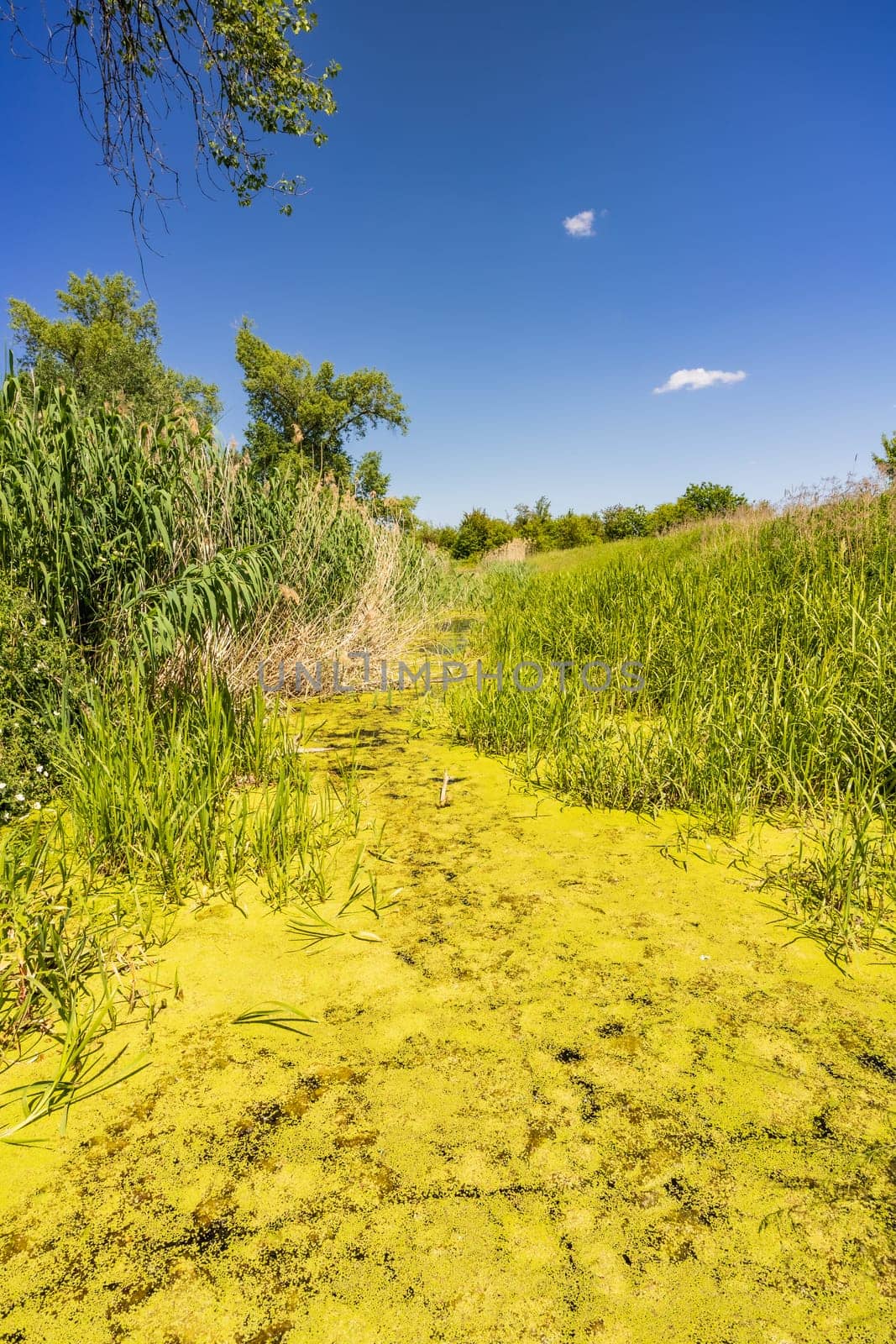 Beautiful sunny landscape with high green grass and bushes and trees on both side of river covered by pollen from flowers growing around by Wierzchu