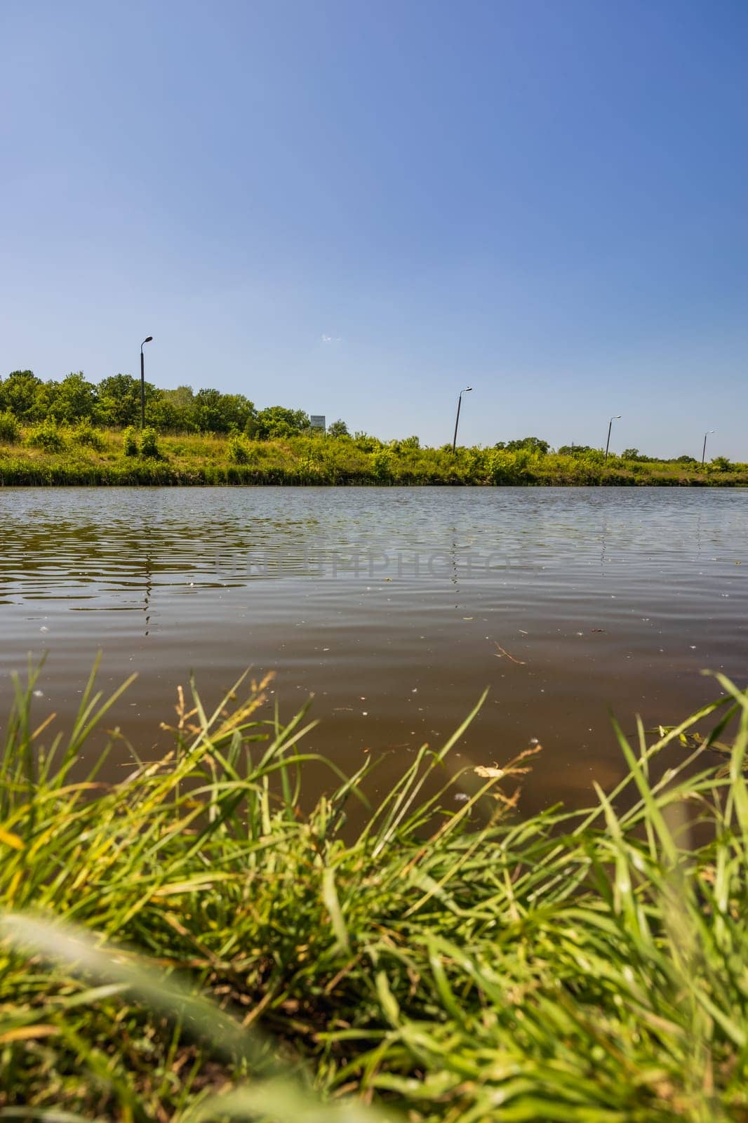 Beautiful sunny landscape of high blades of grass next to long river coast with green trees and bushes on other side of river by Wierzchu