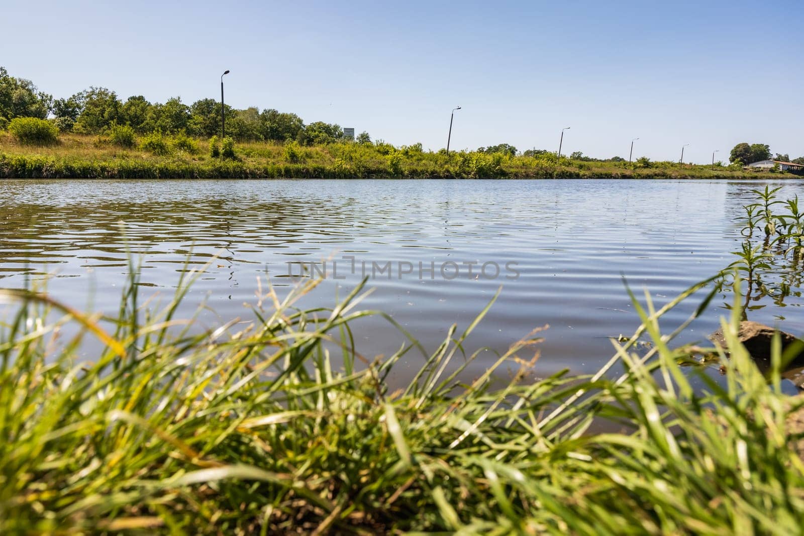 Beautiful sunny landscape of high blades of grass next to long river coast with green trees and bushes on other side of river