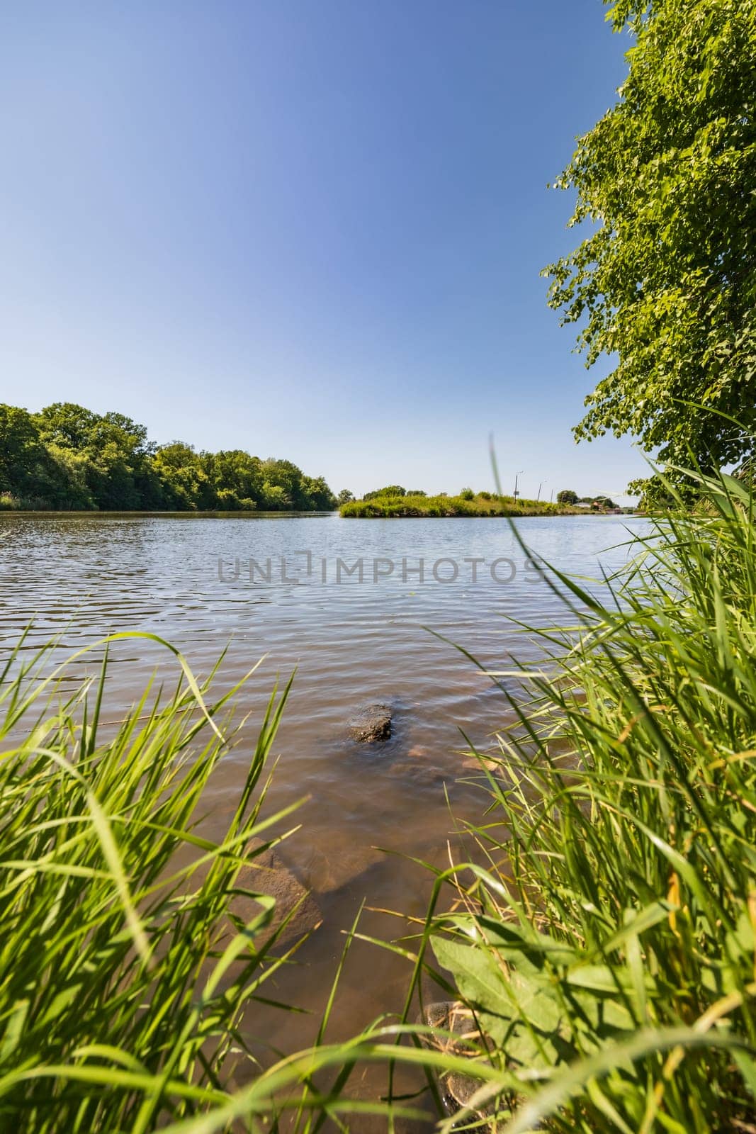 Big stones and rocks under shallow water next to coast of long river full of high green blades of grass by Wierzchu