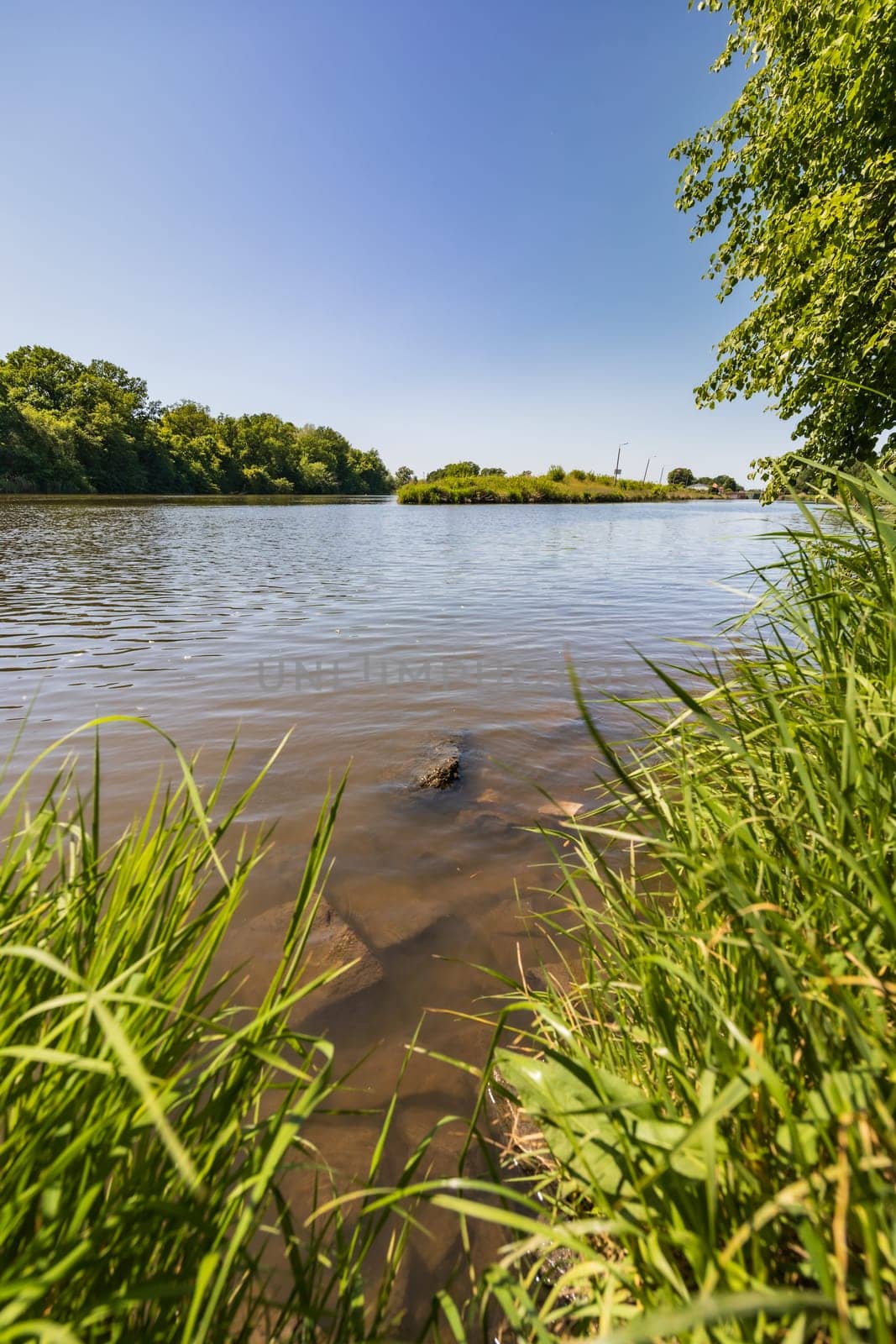 Big stones and rocks under shallow water next to coast of long river full of high green blades of grass by Wierzchu