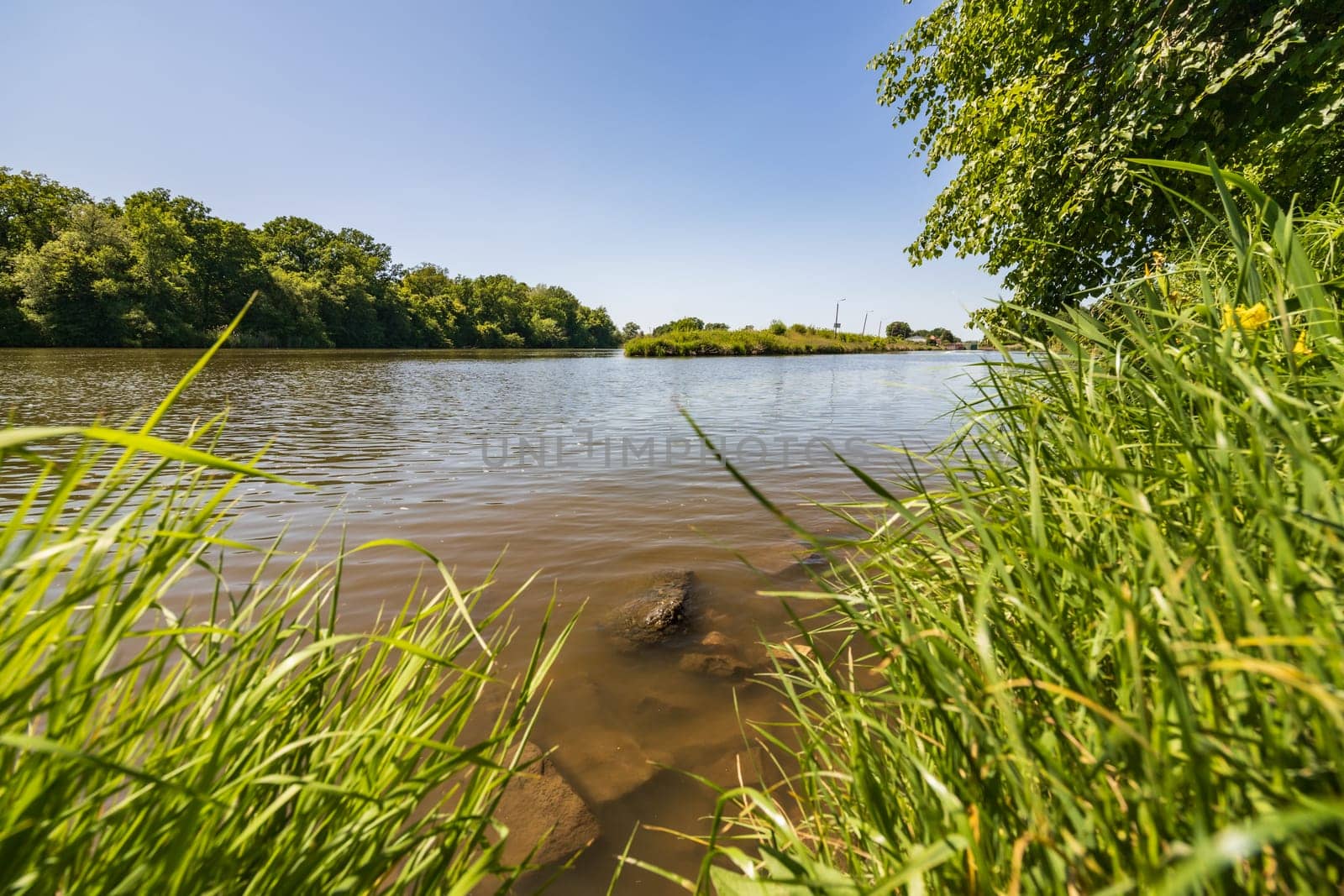 Big stones and rocks under shallow water next to coast of long river full of high green blades of grass