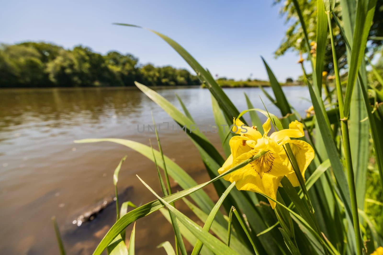 Small yellow flower between high blades of grass growing next to long river and beautiful green surroundings by Wierzchu