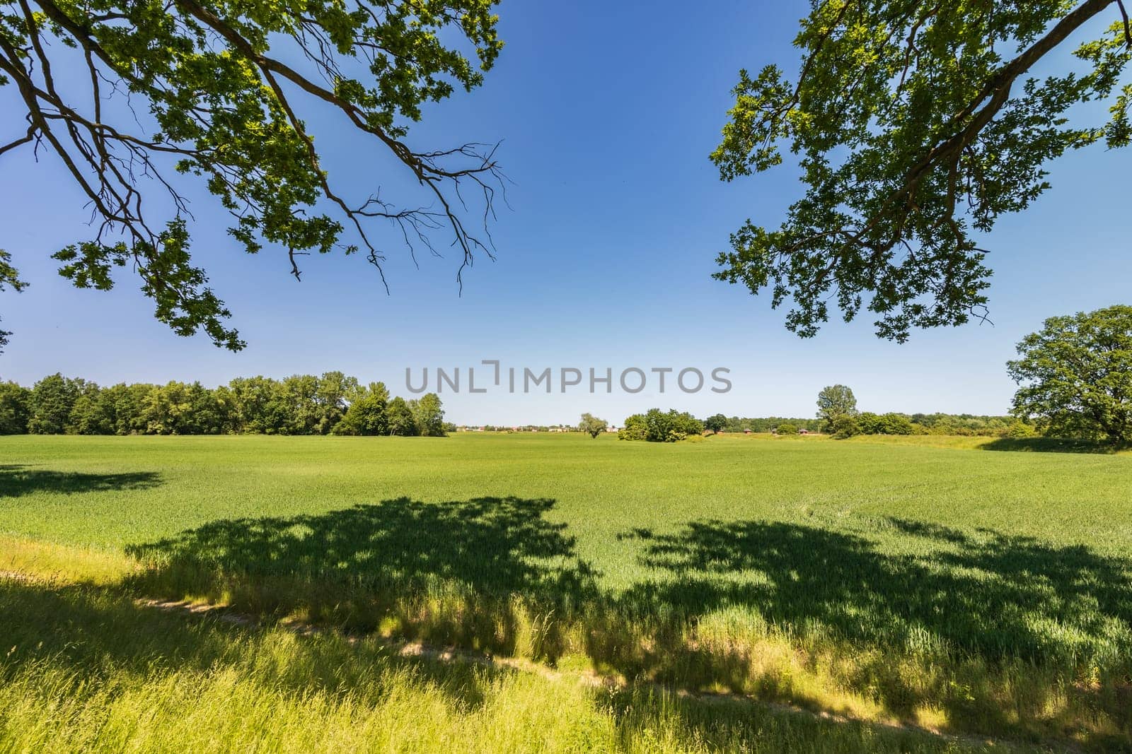 Beautiful natural landscape with big green field with some trees and bushes seen from path under trees