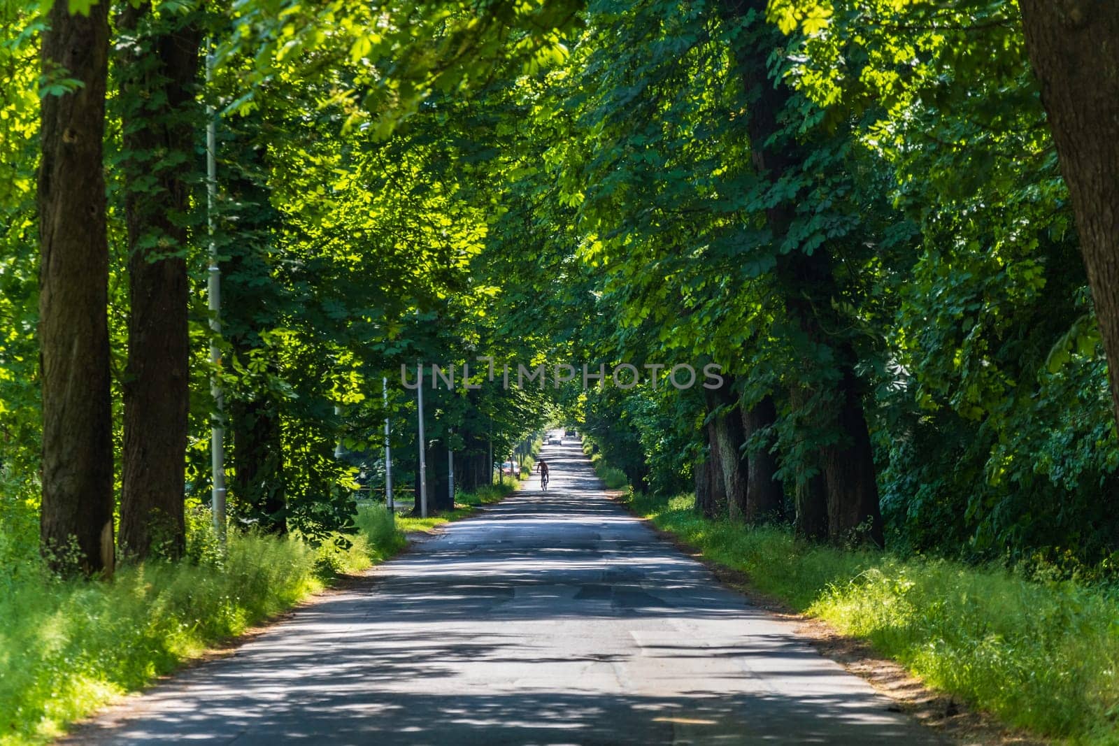 Long road with lights and shadows on it with beautiful high and old green trees on both sides